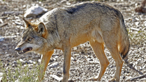 Ejemplar de lobo ibérico en semilibertad en el Centro del Lobo Ibérico, en Robledo, Zamora (J.J. Guillén / EFE)