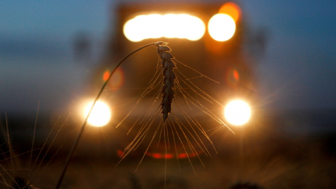 Una cosechadora recolecta trigo en Novokavkazsky, Rusia. REUTERS/Eduard Korniyenko.