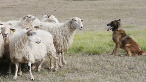 Un perro pastor conduce a un rebaño de ovejas. EFE