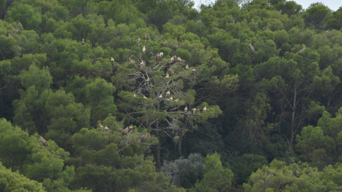 Dormidero de alimoches.