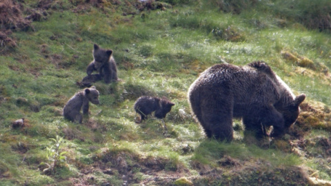 Osas con crías en la Cordillera Cantábrica.. Foto: Fundación Biodiversidad