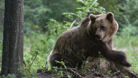 Imagen de archivo de un oso pardo. - EFE