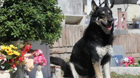 Capitán en el cementerio en el que descansan los restos de su dueño, al que veló durante más de diez años. EFE