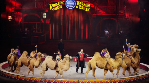 Uno de los espectáculos con animales en el circo Ringling.