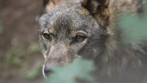 20/12/23 - Imagen de archivo de un lobo ibérico.