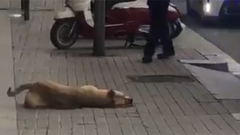 Un guardia urbano de Barcelona dispara y mata a un perro después de que le mordiera el brazo