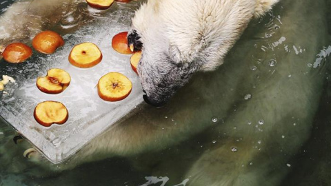 Un oso polar llamado Namgeugi come fruta encima de un trozo de hielo en un parque de atracciones de Daejeon, Corea del Sur. EFE/Yonhap