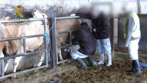 Imagen de la Guardia Civil de una de las granjas investigadas /EUROPA PRESS