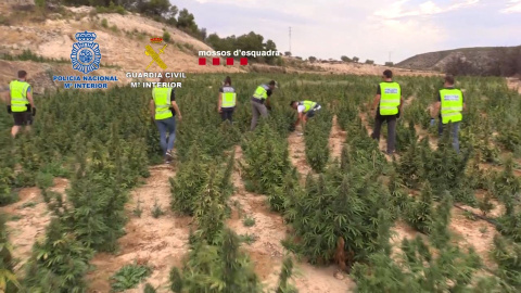 Agentes de policía en los campos de marihuana, a 18 de noviembre de 2022.