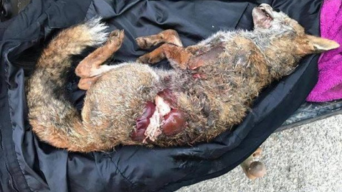 Imagen del zorro tras se atacado por perros de caza.- Devon County Hunt Saboteurs