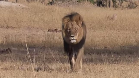 El león Cecil era el más famoso de Zimbabwe