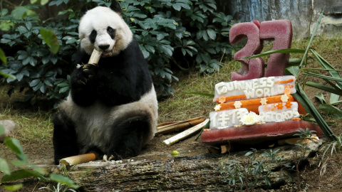 Un panda gigante Jia Jia come junto a un pastel de cumpleaños hecha de hielo y verduras. Cumple 37 años de edad en el Hong Kong Ocean Park, China, 28 de julio de 2015. Jia Jia ha ganado un Guinness World Record por ser " el Panda más antigu