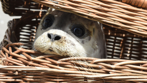 Una foca joven se asoma desde una caja en la isla Juist, el norte de Alemania, el 28 de julio 2015, antes de ser liberado. Las focas fueron reintroducidas en la naturaleza en la zona de Norddeich . AFP PHOTO / DPA / CARMEN Jaspersen