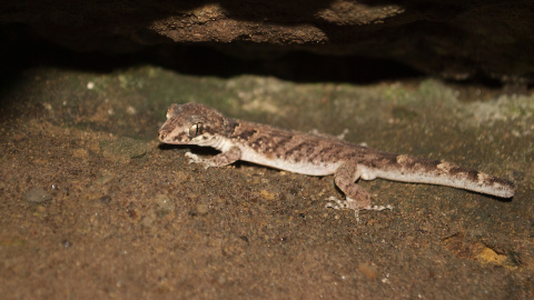 Gecko de Durrell