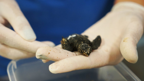 Tortuga recién nacida en ARCA del Mar. Oceànografic de Valencia