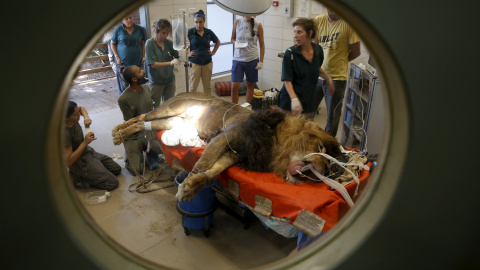 Personal del Zoo Safari de Ramat Gan y miembros de un equipo veterinario preparan un león de ocho años de edad, llamado Samuni, para un procedimiento quirúrgico para extirparle un tumor de su abdomen.  Cerca de Tel Aviv, Israel, 29 de julio