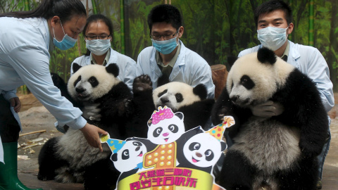 Los cuidadores del Chimelong Safari Park sujetan a los trillizos de panda gigante para que se dejen fotografiar por el motivo de su primer cumpleaños, en Guangzhou, provincia de Guangdong, China, 29 de julio de 2015. REUTERS / Stringer