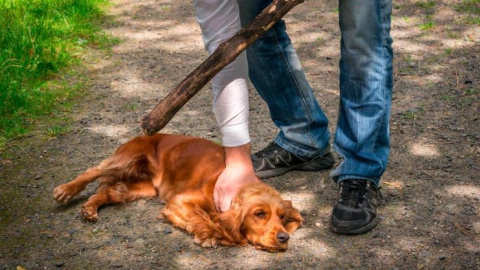 El maltrato animal como mecanismo para dañar a víctimas de violencia machista