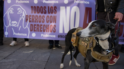 Un perro durante la manifestación No a La Caza 2024, en la Plaza de Callao, a 4 de febrero de 2024, en Madrid