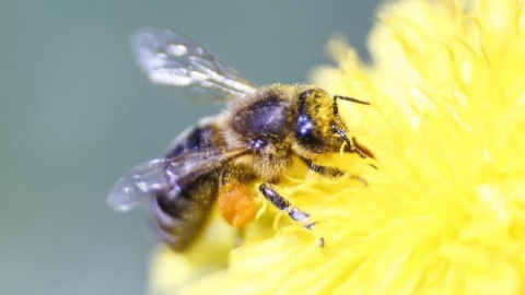 Una abeja recolecta néctar de una flor. REUTERS