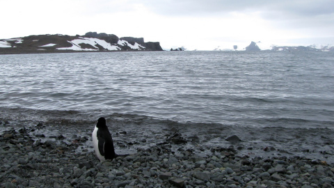 Un pingüino se ve cerca de la base argentina de Carlini en la Antártida/REUTERS