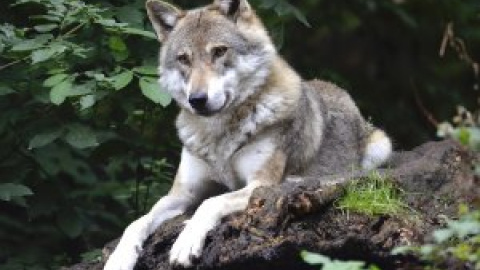 Ecologismo de emergencia - En defensa del lobo en Europa