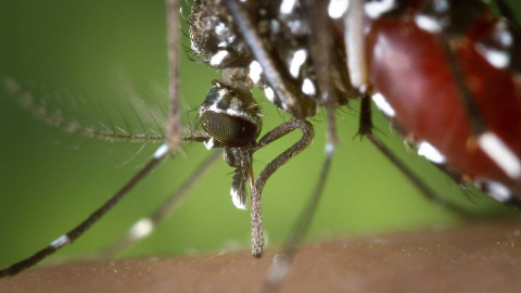 De origen tropical, esta enfermedad que se transmite por la picadura del mosquito tigre, afecta a 400 millones de personas anualmente, según la OMS.