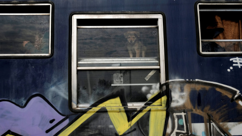 Un perro contempla el campo de refugiados de Idomeni desde el tren. REUTERS/Marko Djurica