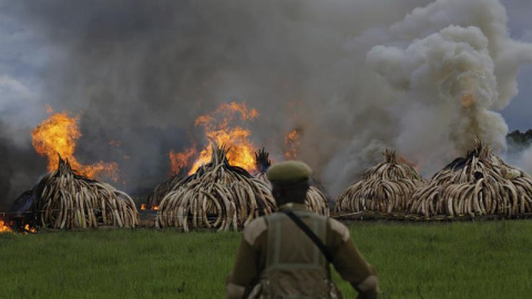 Kenia declaró  la guerra a los cazadores furtivos con la quema de 105 toneladas de marfil y 1,35 de cuerno de rinoceronte procedentes de la caza ilegal, que ha puesto en riesgo la supervivencia de los elefantes en África. EFE/DANIEL IRUNGU