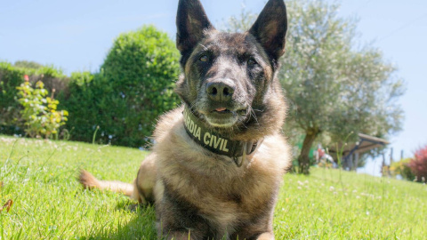 Elton, uno de los 550 perros de la Guardia Civil especializados en la búsqueda de personas desaparecidas. Guardia Civil