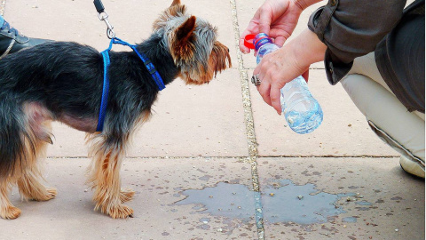 Perro bebiendo agua de una botella.