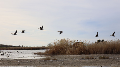 Aves en la laguna de Navaseca, a 3 de febrero de 2022, en Daimiel, Ciudad Real, Castilla-La Mancha