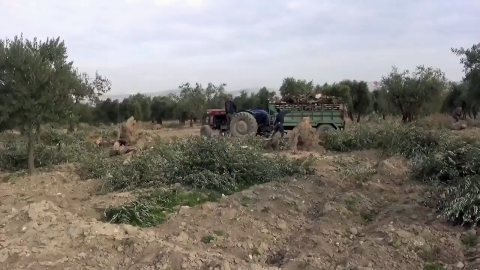 Olivares de Afrin, situados en las proximidades de la zona turca de Hatay.