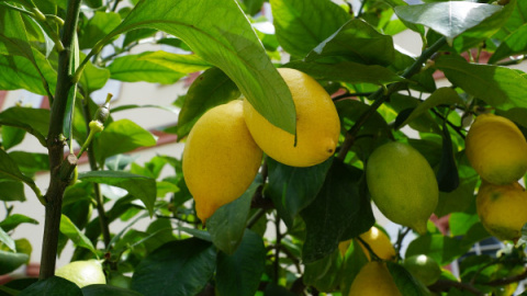 Acumulación, desposesión y limones