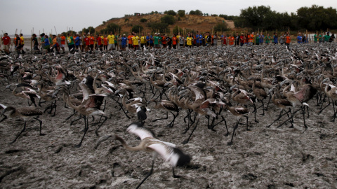 Más de 450 personas han participado en el anillamiento de pollos de flamenco que ha tenido lugar este año en la Reserva Natural Laguna de Fuente la Piedra, en Málaga. REUTERS