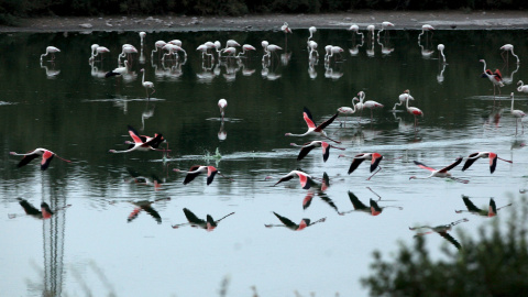 En la Reserva Natural Laguna de Fuente la Piedra hay 13.025 crías que han nacido este año de 15.000 parejas reproductoras. REUTERS