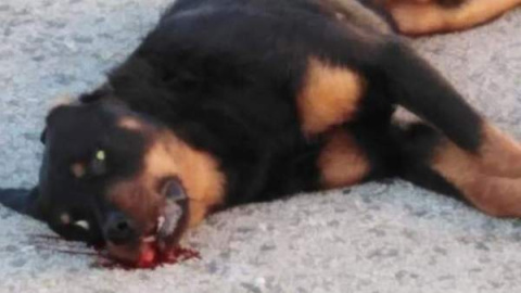 Imagen del rottweiler muerto después de que un policía local le disparara en Calafell, Tarragona. TWITTER/PACMA