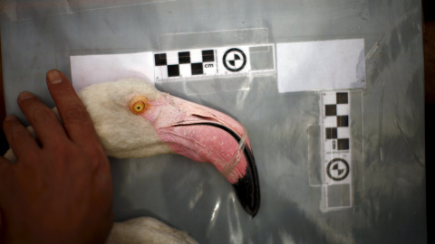 Todas estas operaciones con los pollos de flamencos tienen una duración aproximada de unas cuatro horas y permiten la identificación a distancia de las aves sin necesidad de capturarlas / REUTERS