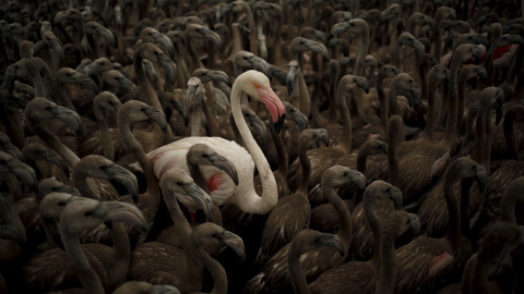 Este sábado se han anillado más de 600 pollos de flamenco de las 13.025 crías han nacido este año a raíz de las 15.000 parejas reproductoras / REUTERS