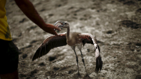 Uno de los pollos de flamenco antes de ser anillado por los voluntarios en la Reserva Natural Laguna de Fuente la Piedra, en Málaga. REUTERS