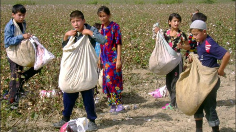 Niños recolectan algodón en régimen de esclavitud en Uzbekistán. Archivo