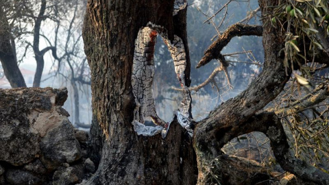 Naturaleza muerta después del incendio forestal de la Sierra de Gata cacereña. EFE/Eduardo Palomo