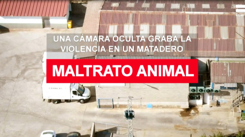 Maltrato animal: una cÃ¡mara oculta graba la violencia en un matadero