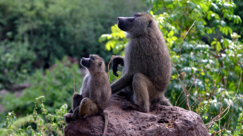 Babuinos en África oriental. CHARLES J. SHARP