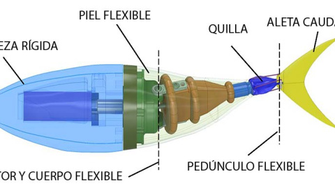 Descripción interna del 'Tunabot'. Zhu et al., Sci. Robot. 4, eaax4615 (2019)