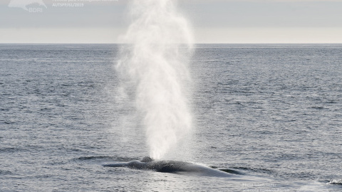 Las ballenas azules, gigantes del mar, vuelven a Galicia