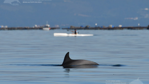 Las ballenas azules, gigantes del mar, vuelven a Galicia