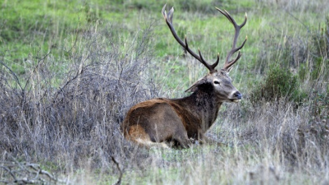 22/07/2019 - Un ciervo en la Sierra Morena cordobesa. EFE/ARCHIVO