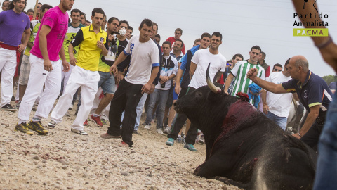 Imagen de la muerte del toro 'Elegido', en el Tornero del Toro de la Vega de 2014. PACMA