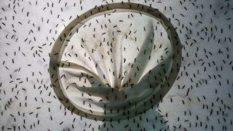 Los mosquitos se crían en el interior de la Universidad Sun Yat -Sen de Control de Enfermedades Tropicales en Guangzhou, China. REUTERS/Bobby Yip